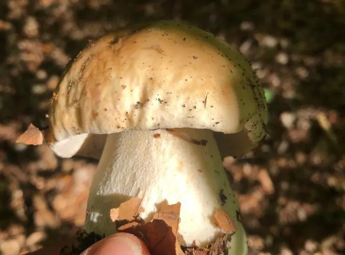 Prachov**** Дом отдыха *